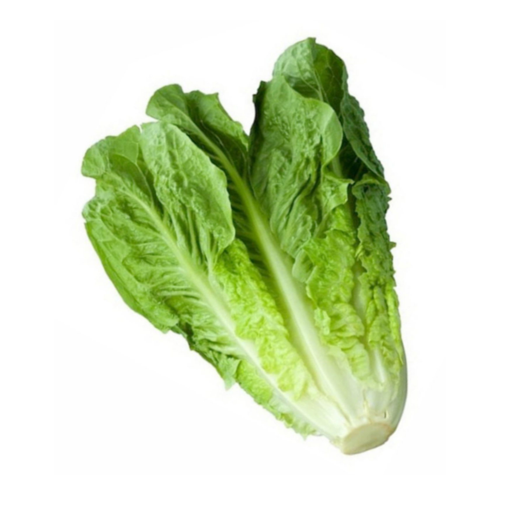 ANGZGRO Selada Romaine Hidroponik 1 KG